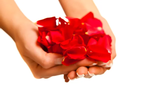 Piros rózsaszirom elszigetelt fehér - Valentin-nap — Stock Fotó