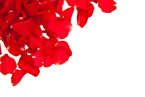 Красные лепестки роз изолированы на белый - День святого Валентина — стоковое фото