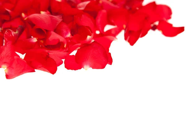 Красные Лепестки Роз Изолированы Белый День Святого Валентина — стоковое фото
