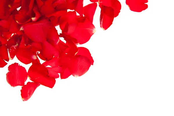 Červenou růží izolovaných na bílém - Valentýn — Stock fotografie