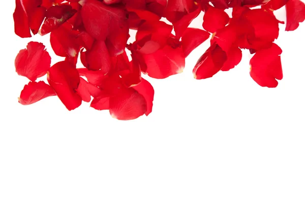 Petale Trandafir Roșu Izolate Alb Valentine Day — Fotografie, imagine de stoc