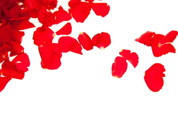 Red Rose Petals Isolated White Valentine Day — Stock Photo, Image