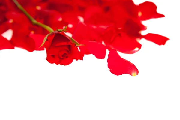 Pétalas Rosa Vermelhas Isoladas Branco Dia Dos Namorados — Fotografia de Stock