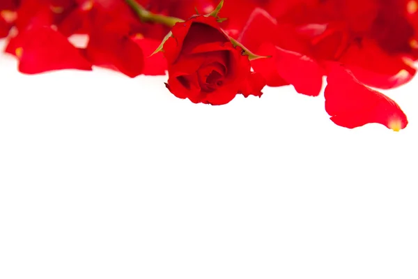 Beyaz - Sevgililer günü izole kırmızı gül yaprakları — Stok fotoğraf