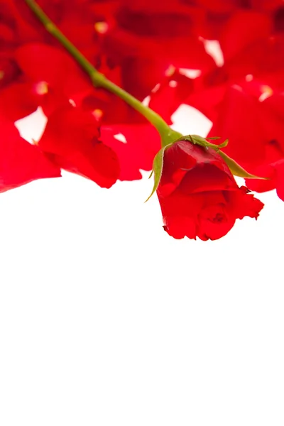 Petali Rosa Rossa Isolati Bianco San Valentino — Foto Stock