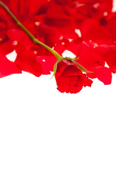 Beyaz - Sevgililer günü izole kırmızı gül yaprakları — Stok fotoğraf