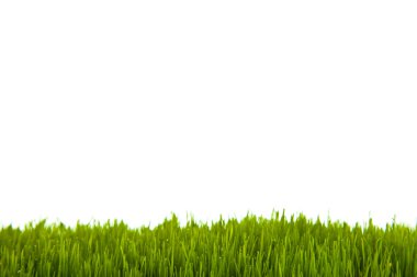 beyaz izole zemin üzerine taze yeşil çimen