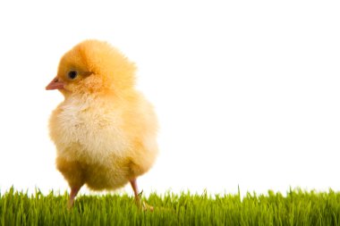Paskalya yumurtaları ve yeşil çimenlerin üzerinde beyaz izole backgr tavuk