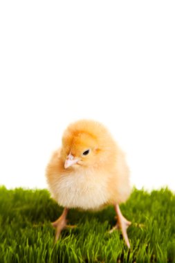 Paskalya yumurtaları ve tavuklar yeşil çimlerde, beyaz izole arka planda.