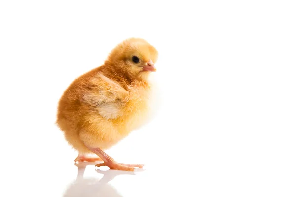 Pequeno animal de frango isolado em branco — Fotografia de Stock