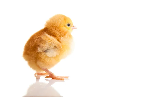 Kleines Hühnertier Isoliert Auf Weißem Grund — Stockfoto