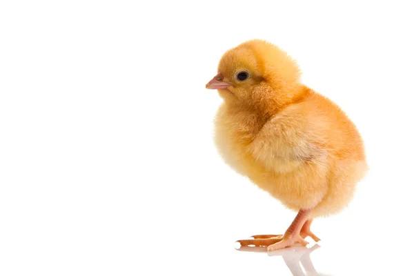 Kis Csirke Állat Elszigetelt Fehér — Stock Fotó