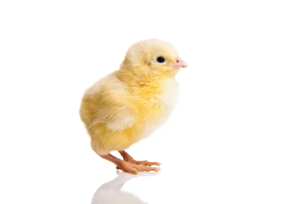 Mały Zwierzę Kurczaka Białym Tle — Zdjęcie stockowe