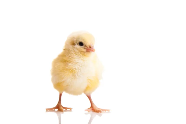 Pequeno animal de frango isolado em branco — Fotografia de Stock