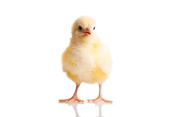 Little Chicken Animal Isolated White — Stock Photo, Image