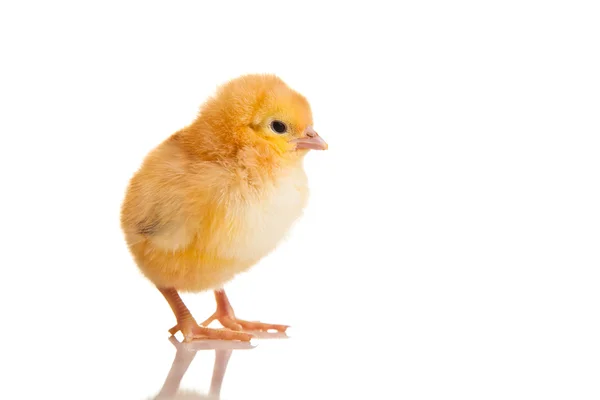 Malé kuře zvíře izolované na bílém — Stock fotografie
