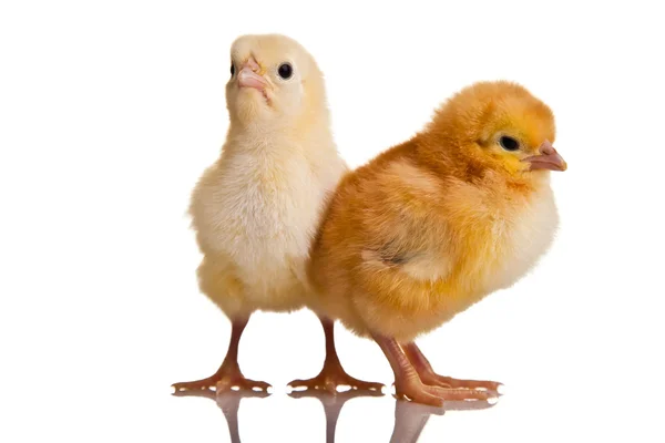 Kleines Hühnertier isoliert auf weißem Grund — Stockfoto