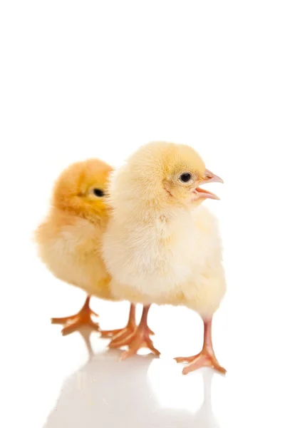 Little Chicken Animal Isolated White — Stock Photo, Image