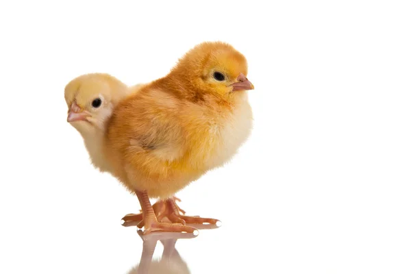 작은 닭 동물 흰색 절연 — 스톡 사진