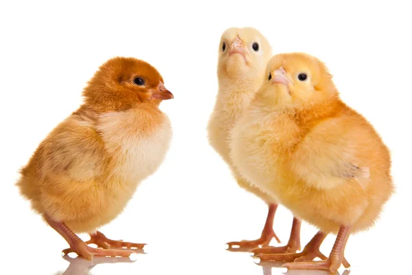 Μικρό Ζώο Κοτόπουλο Που Απομονώνονται Λευκό — Φωτογραφία Αρχείου