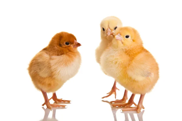 작은 닭 동물 흰색 절연 — 스톡 사진
