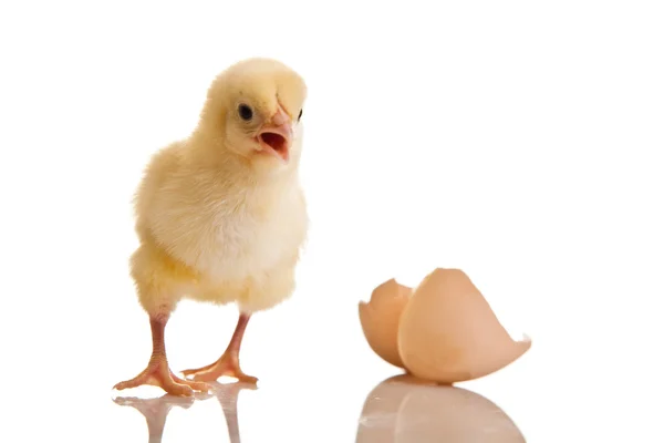 Malé kuře zvíře izolované na bílém — Stock fotografie