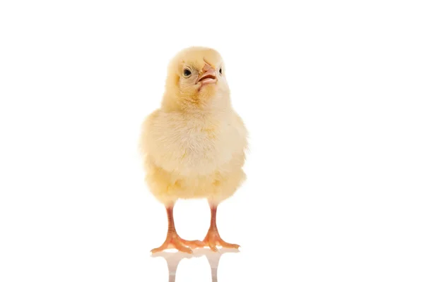 Kleines Hühnertier isoliert auf weißem Grund — Stockfoto