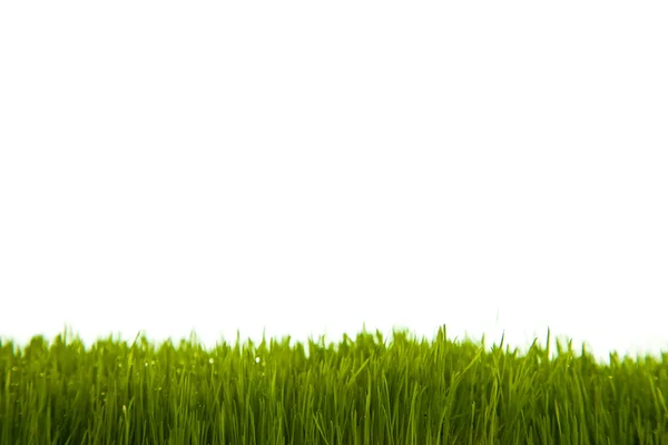 Zielona trawa na na białym tle — Zdjęcie stockowe