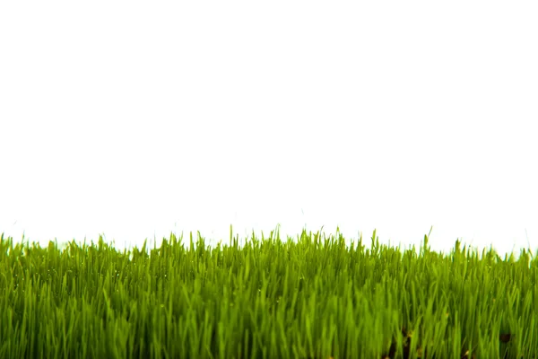 Zielona trawa na na białym tle — Zdjęcie stockowe