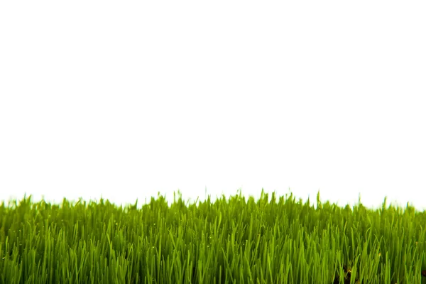 Zielona Trawa Białym Tle — Zdjęcie stockowe