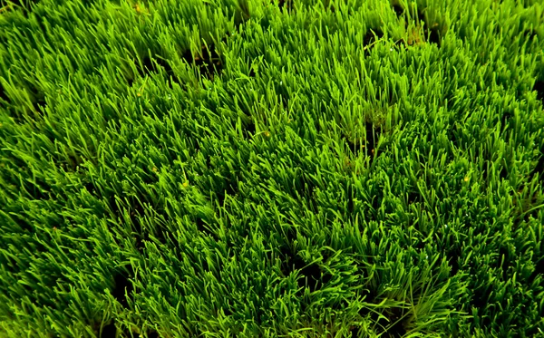 Frisches grünes Gras auf weißem isolierten Hintergrund — Stockfoto