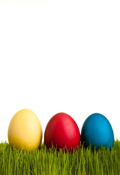 Pasen eieren en kippen op groen gras op witte geïsoleerde backgr — Stockfoto