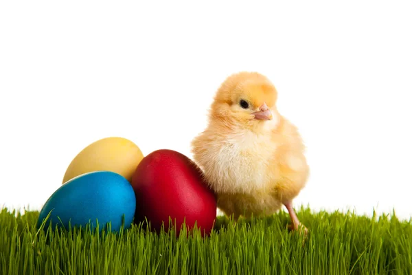 Uova di Pasqua e polli su erba verde su dorso bianco isolato — Foto Stock