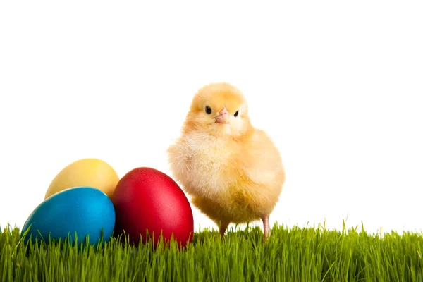 イースターの卵と鶏白分離に緑の草の上 — ストック写真