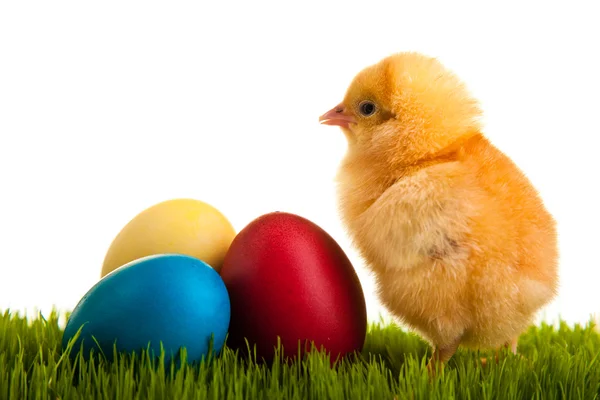 复活节彩蛋和在绿色草地上白色孤立表现力上鸡 — 图库照片