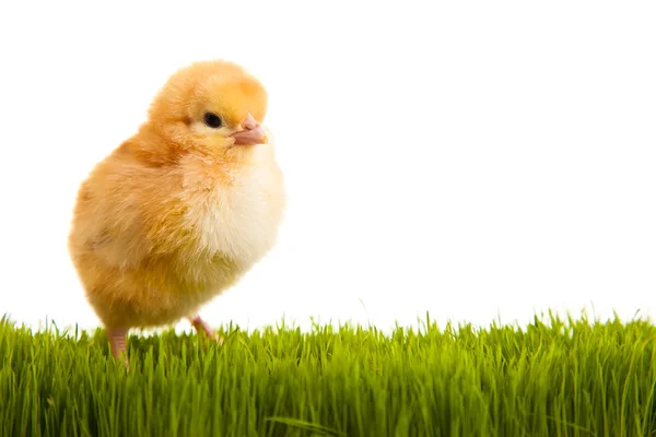 Paaseieren Kippen Groen Gras Witte Geïsoleerde Achtergrond — Stockfoto