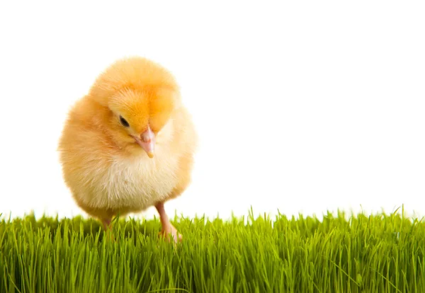 Húsvéti tojás és a csirkék a zöld fű, a fehér elszigetelt háttérben — Stock Fotó