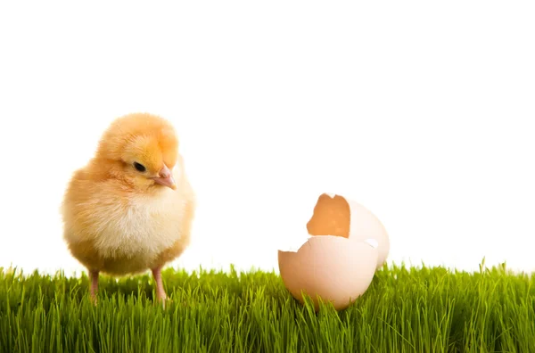 Easter eggs and chickens on green grass on white isolated backgr — Stock Photo, Image