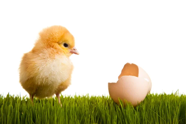 Πασχαλινά Αυγά Και Κοτόπουλα Πράσινο Γρασίδι Λευκό Απομονωμένο Φόντο — Φωτογραφία Αρχείου