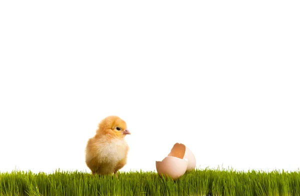 白い孤立した背景に緑の芝生の上でイースターエッグと鶏 — ストック写真