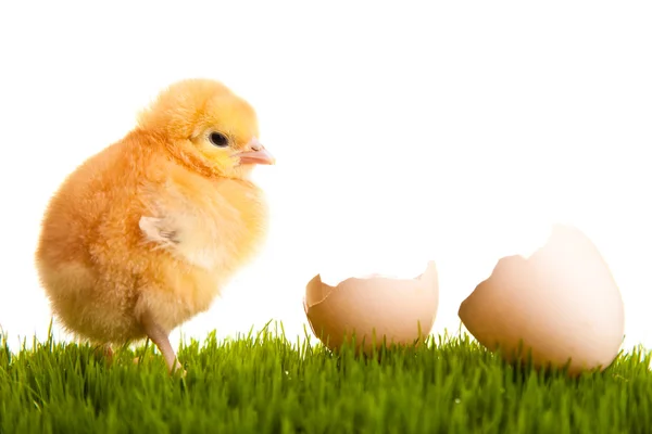 Paskalya yumurtaları ve yeşil çimenlerin üzerinde beyaz izole backgr tavuk — Stok fotoğraf
