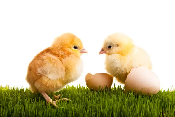 Velikonoční vajíčka a kuřata na zelené trávě na bílém pozadí izolované — Stock fotografie