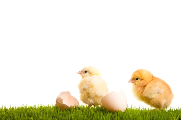 Ostereier und Hühner auf grünem Gras auf weißem Backstein — Stockfoto