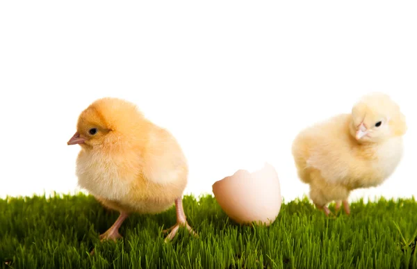 Easter eggs and chickens on green grass on white isolated backgr — Stock Photo, Image
