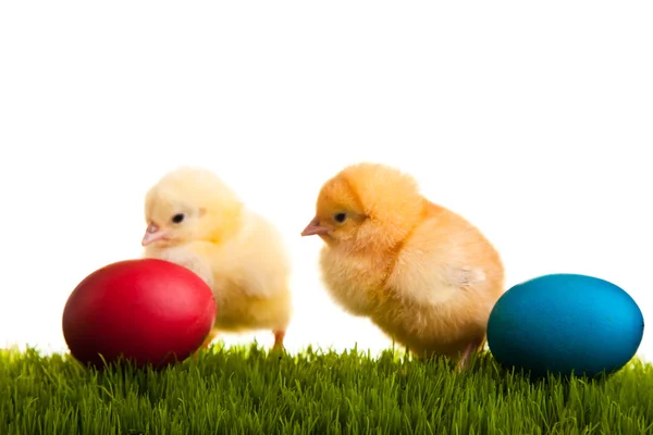 Easter Eggs Chickens Green Grass White Isolated Background — Stock Photo, Image