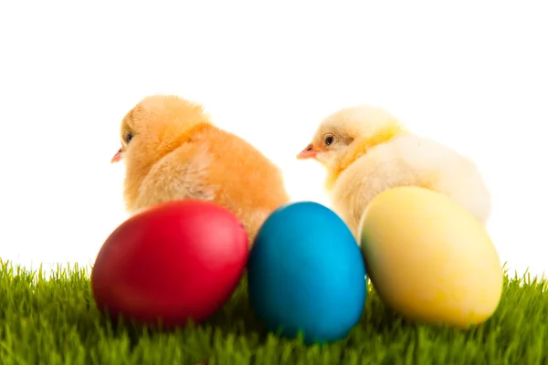 Huevos Pascua Pollos Sobre Hierba Verde Sobre Fondo Blanco Aislado —  Fotos de Stock