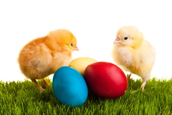 stock image Easter eggs and chickens on green grass on white isolated backgr