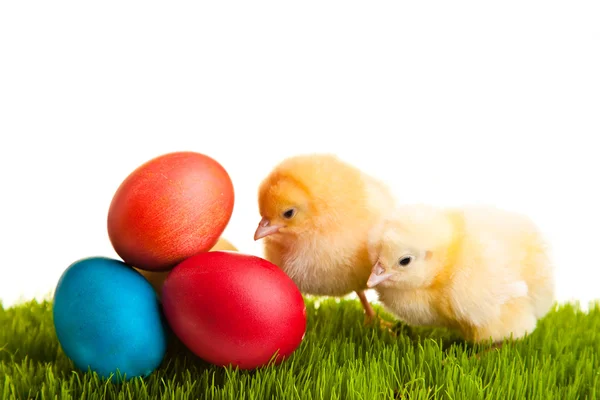 stock image Easter eggs and chickens on green grass on white isolated background