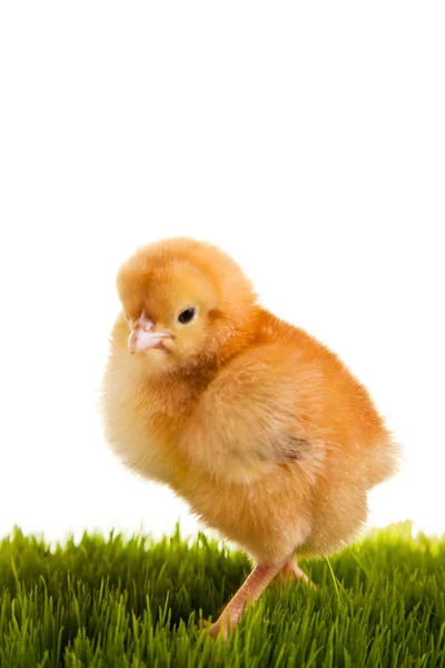 Œufs de Pâques et poulets sur herbe verte sur backgr blanc isolé — Photo