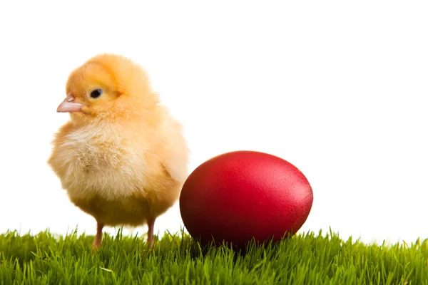 Πασχαλινά Αυγά Και Κοτόπουλα Πράσινο Γρασίδι Λευκό Απομονωμένο Φόντο — Φωτογραφία Αρχείου